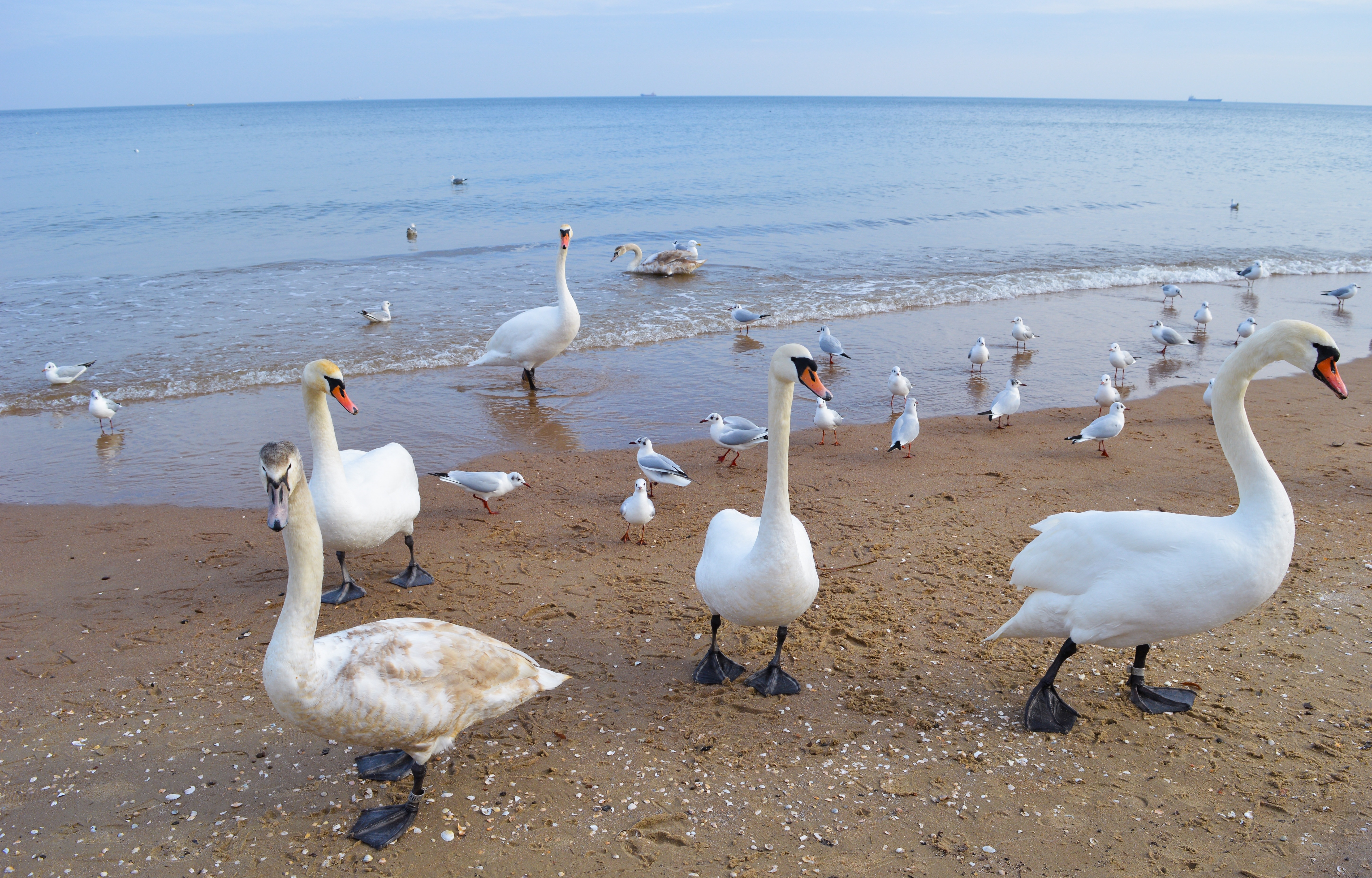flock of white geese on seashore