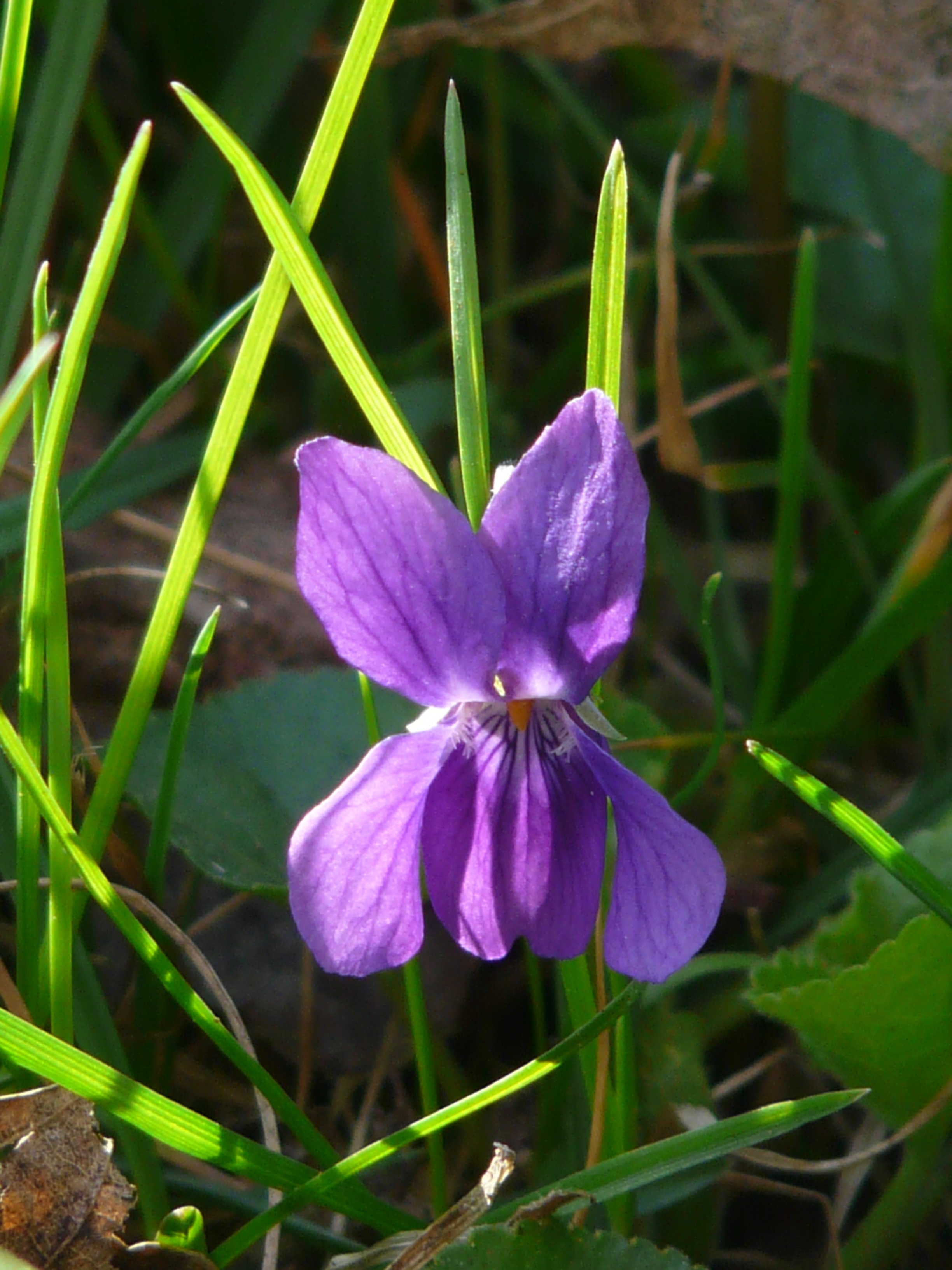purple lobelia