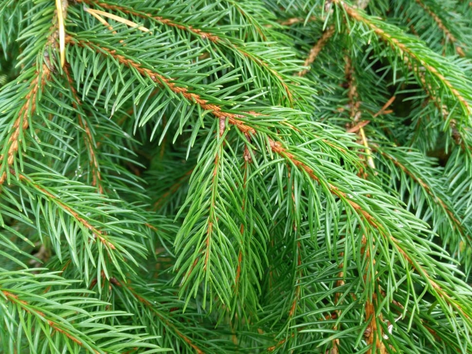 green pine needles free image | Peakpx