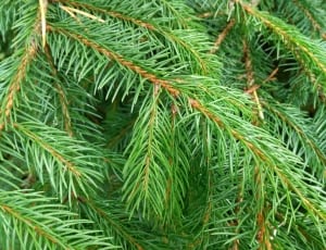 green pine needles thumbnail