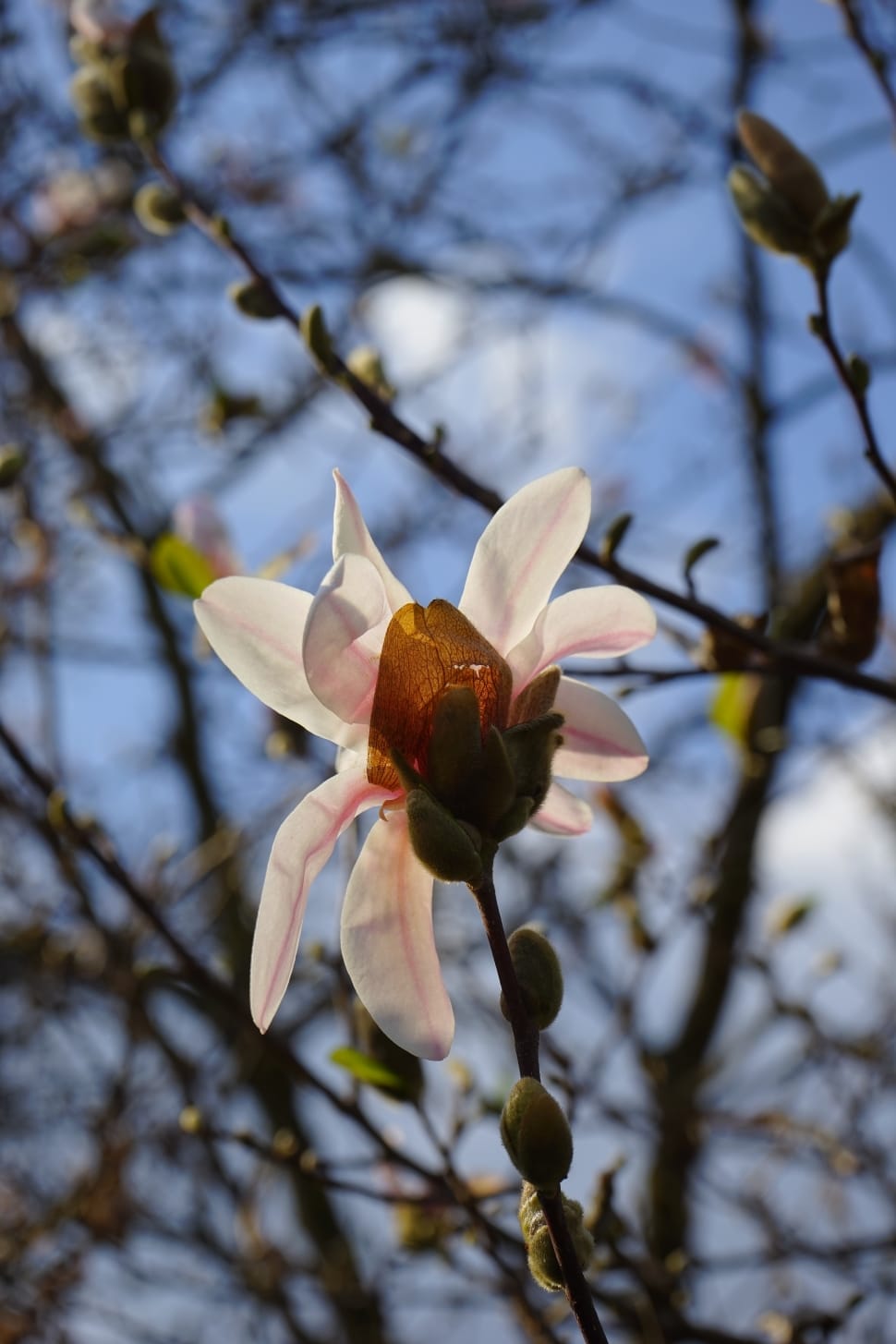 white magnolia preview