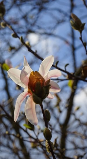 white magnolia thumbnail