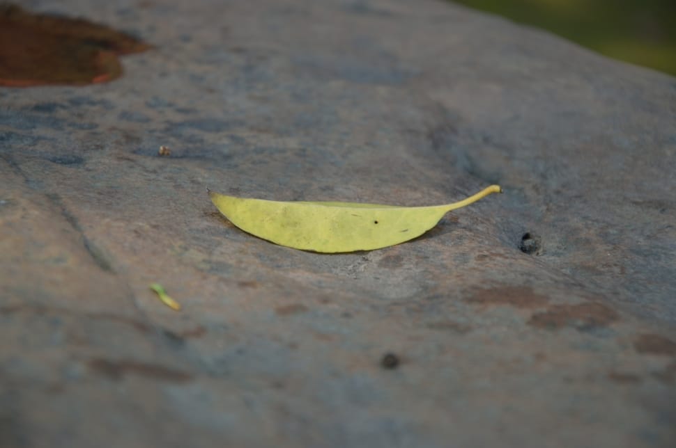 close up photo of yellow fallen leaf preview