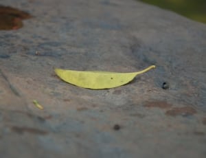 close up photo of yellow fallen leaf thumbnail