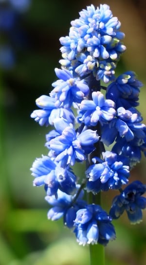 blue flowers lot thumbnail