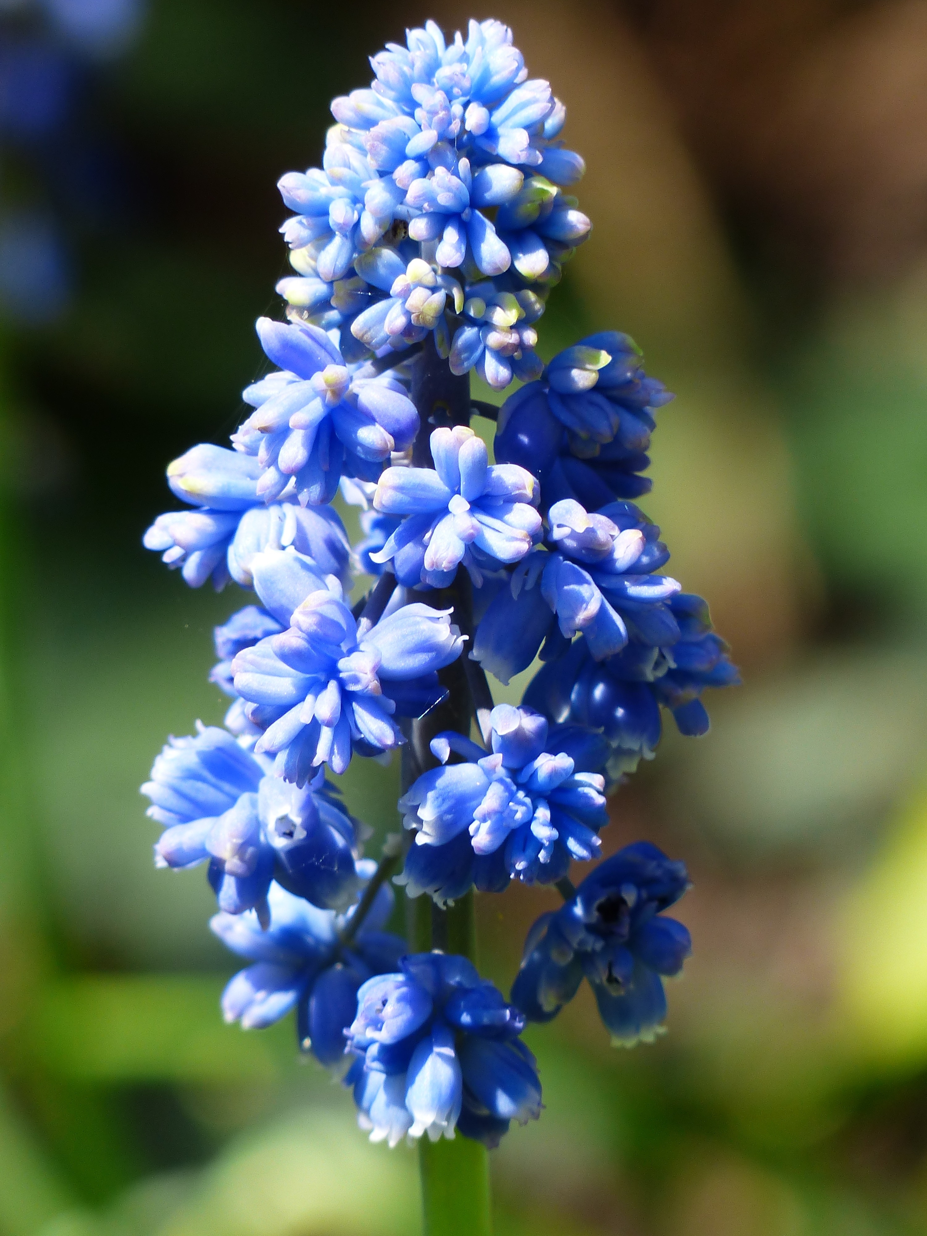 blue flowers lot