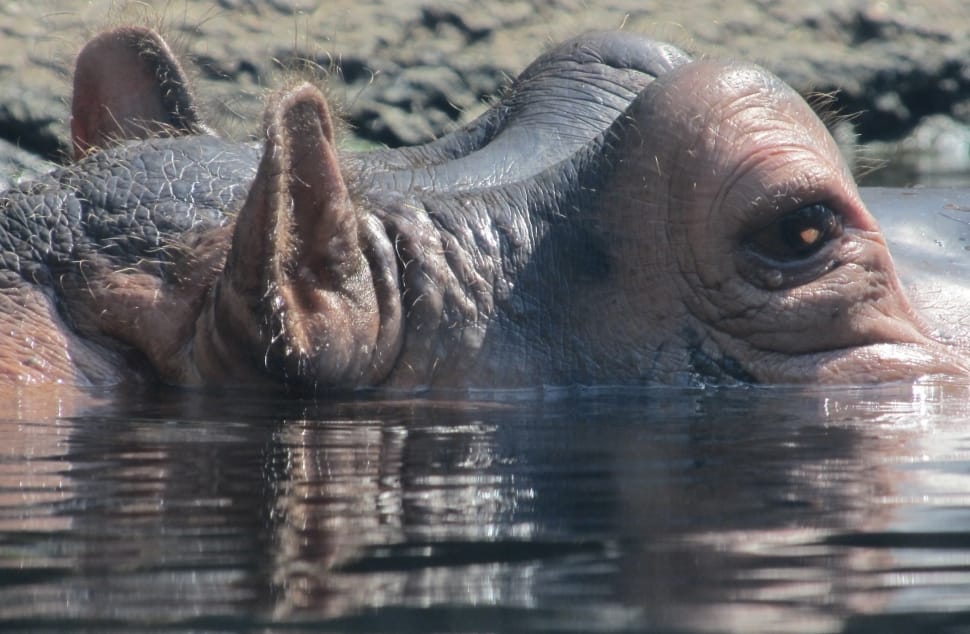 hippopotamus preview
