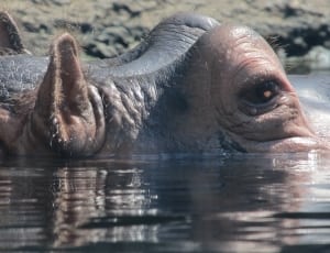 hippopotamus thumbnail