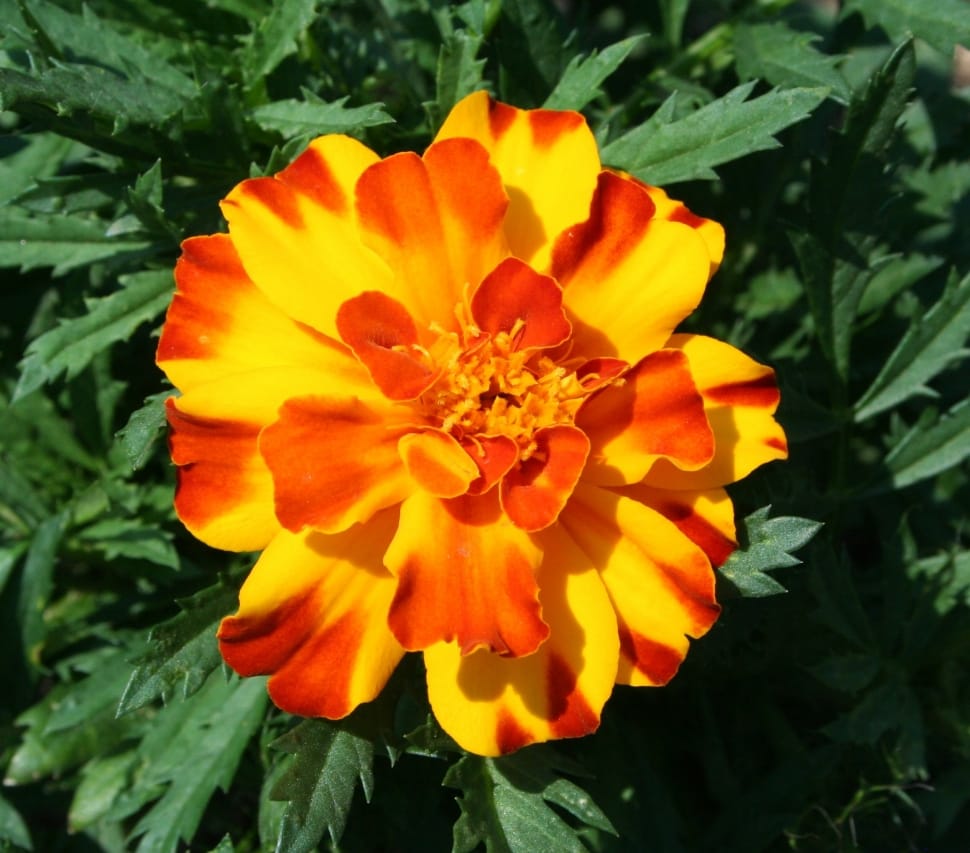 orange and yellow marigold preview