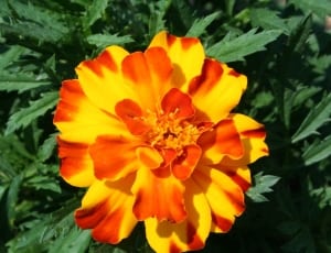 orange and yellow marigold thumbnail