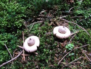 2 mushrooms thumbnail