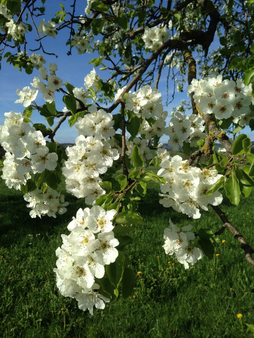 white flowered tree preview