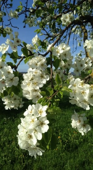 white flowered tree thumbnail