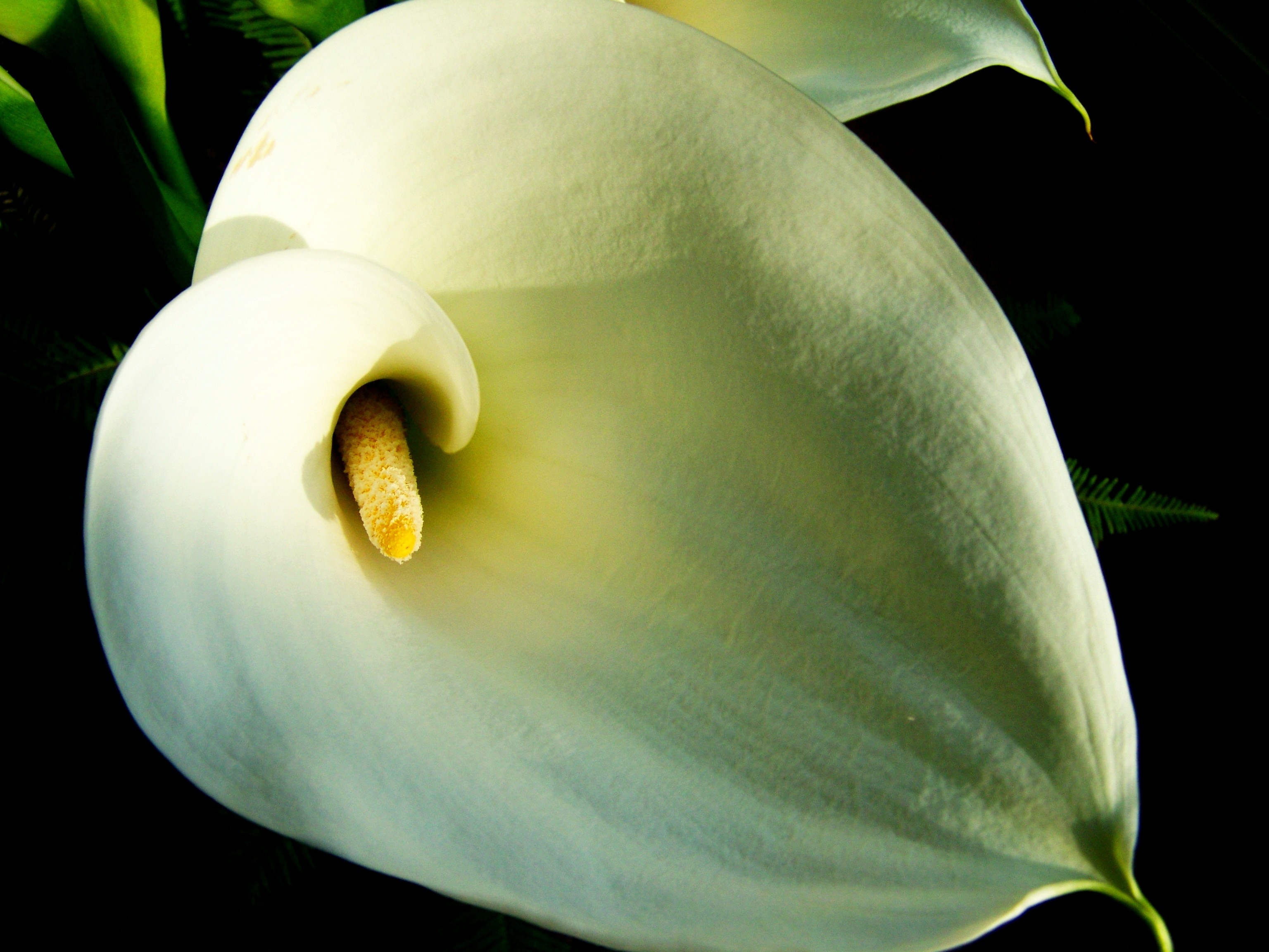 white anthurium