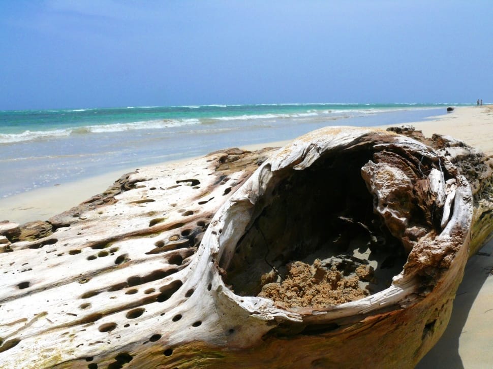 brown tree trunk preview