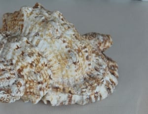 beige and brown seashell thumbnail