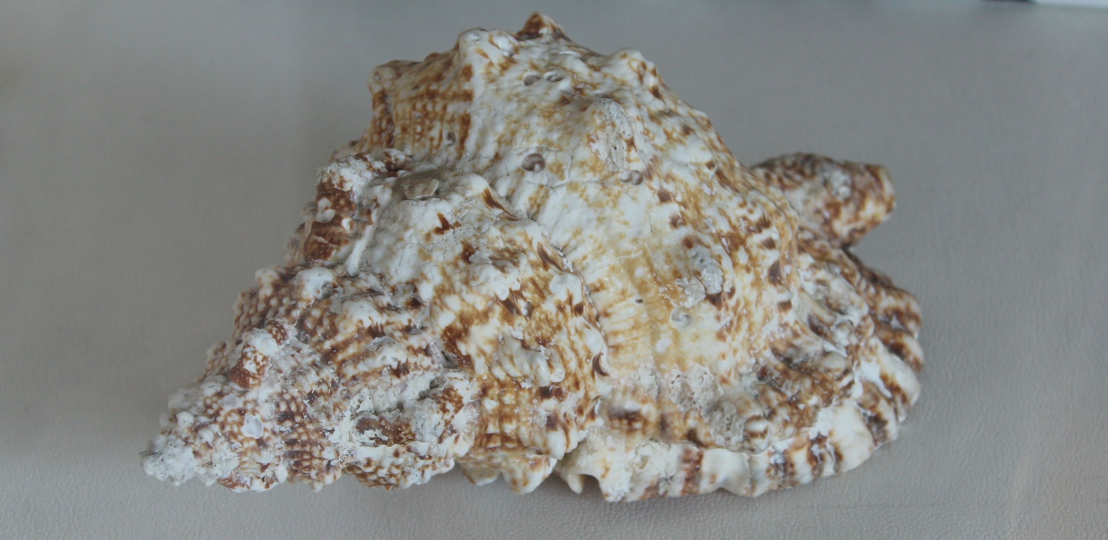 beige and brown seashell