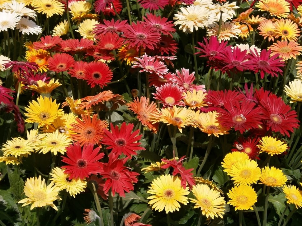 yellow and red chrysanthemums preview