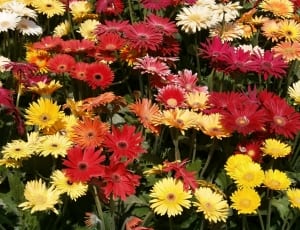 yellow and red chrysanthemums thumbnail