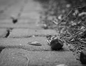 grayscale photography of round nut thumbnail