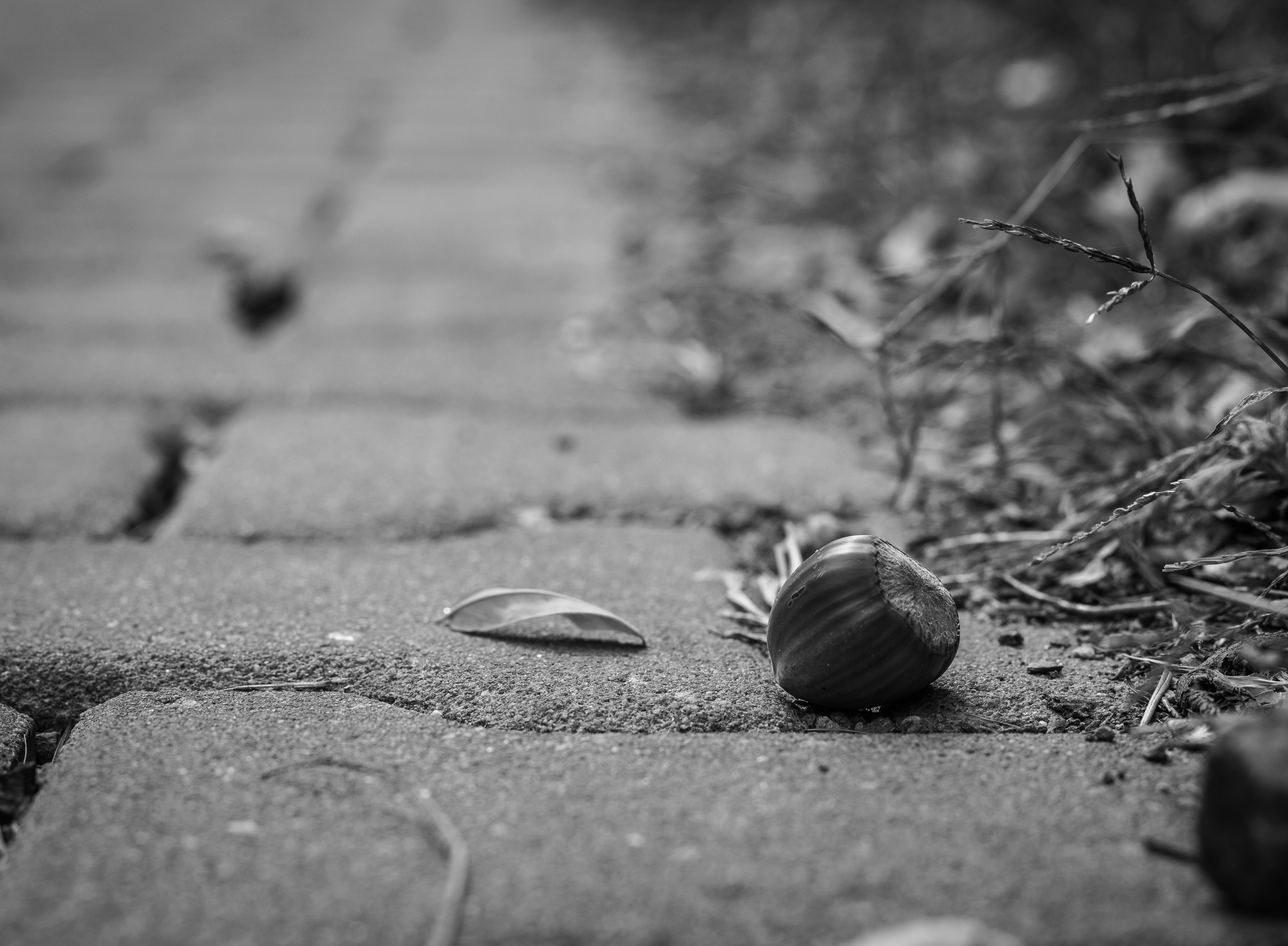 grayscale photography of round nut