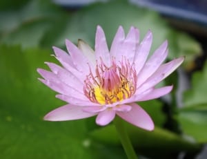 purple lotus thumbnail