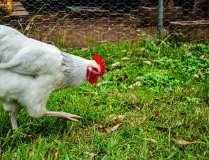 white and black rooster on green grass field during daytime thumbnail