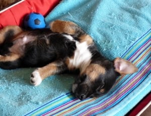white brown and black short coated puppy thumbnail