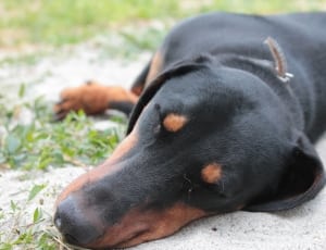 black and brown short coated medium breed dog thumbnail
