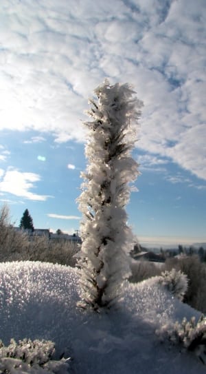plant covered by ice thumbnail