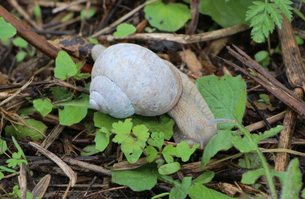 gray snail on green leaves preview