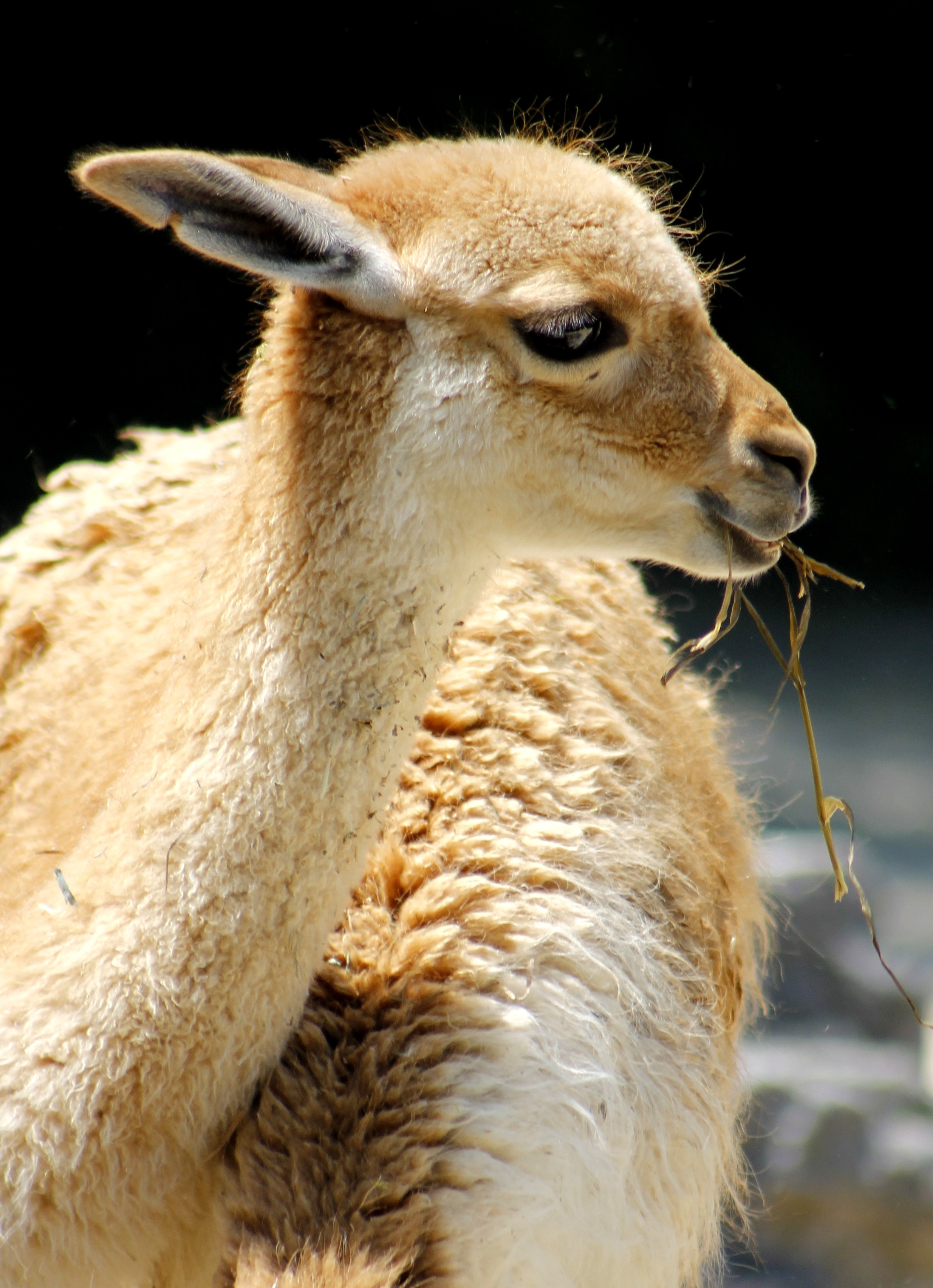 white and brown llama
