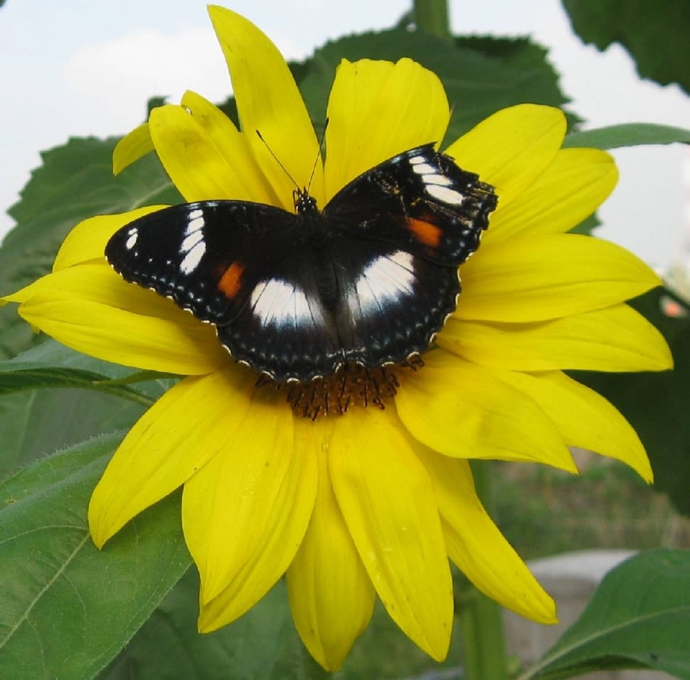 white black and brown butterfly on a sunflowe preview