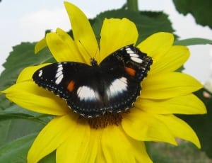 white black and brown butterfly on a sunflowe thumbnail