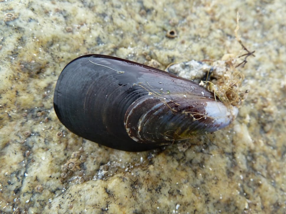 black mussel showing algae preview