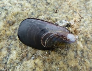 black mussel showing algae thumbnail