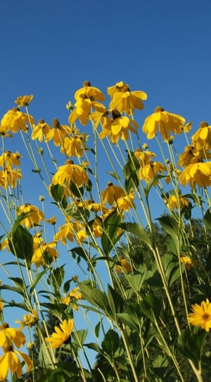 yellow flowers thumbnail