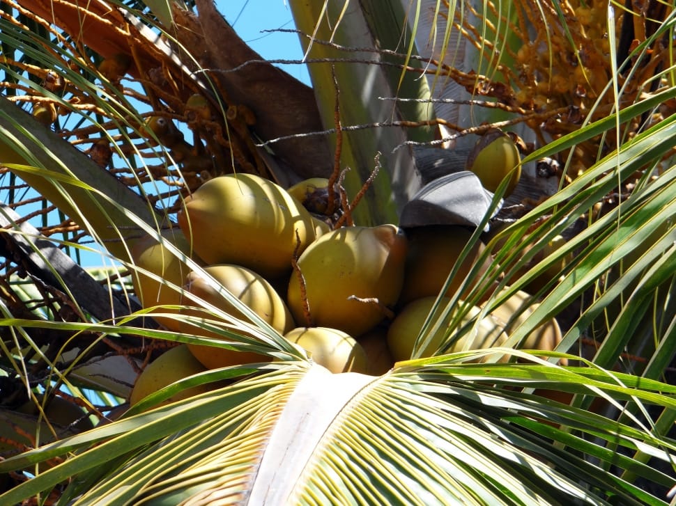 coconut fruit preview