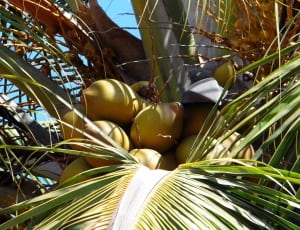 coconut fruit thumbnail