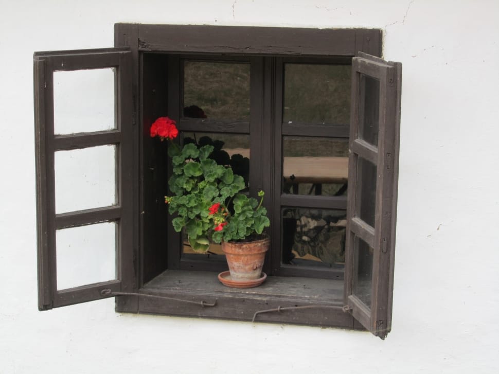 potted red ivy geranium preview
