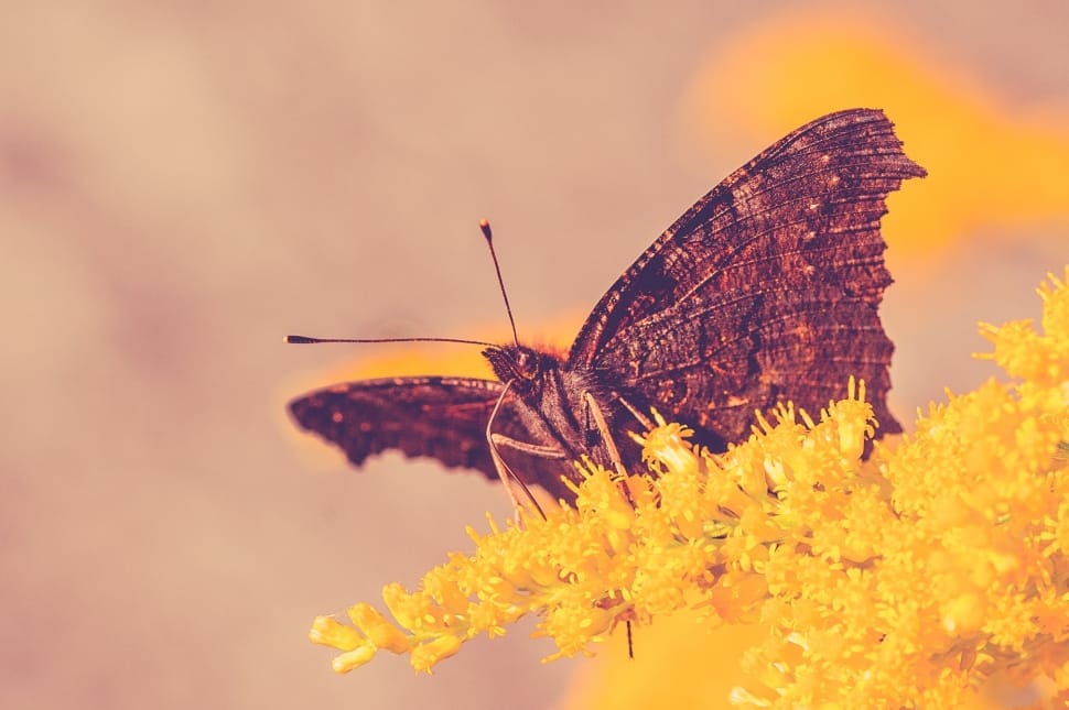 brown moth and yellow flower macro shot preview