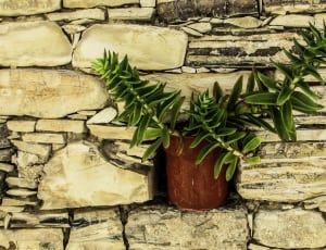 green potted plant thumbnail